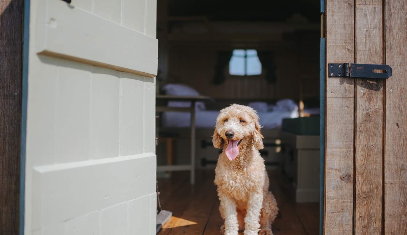 Your beloved pooch is warmly welcomed at The Cider Camp.