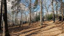 Wander along the woodland path...