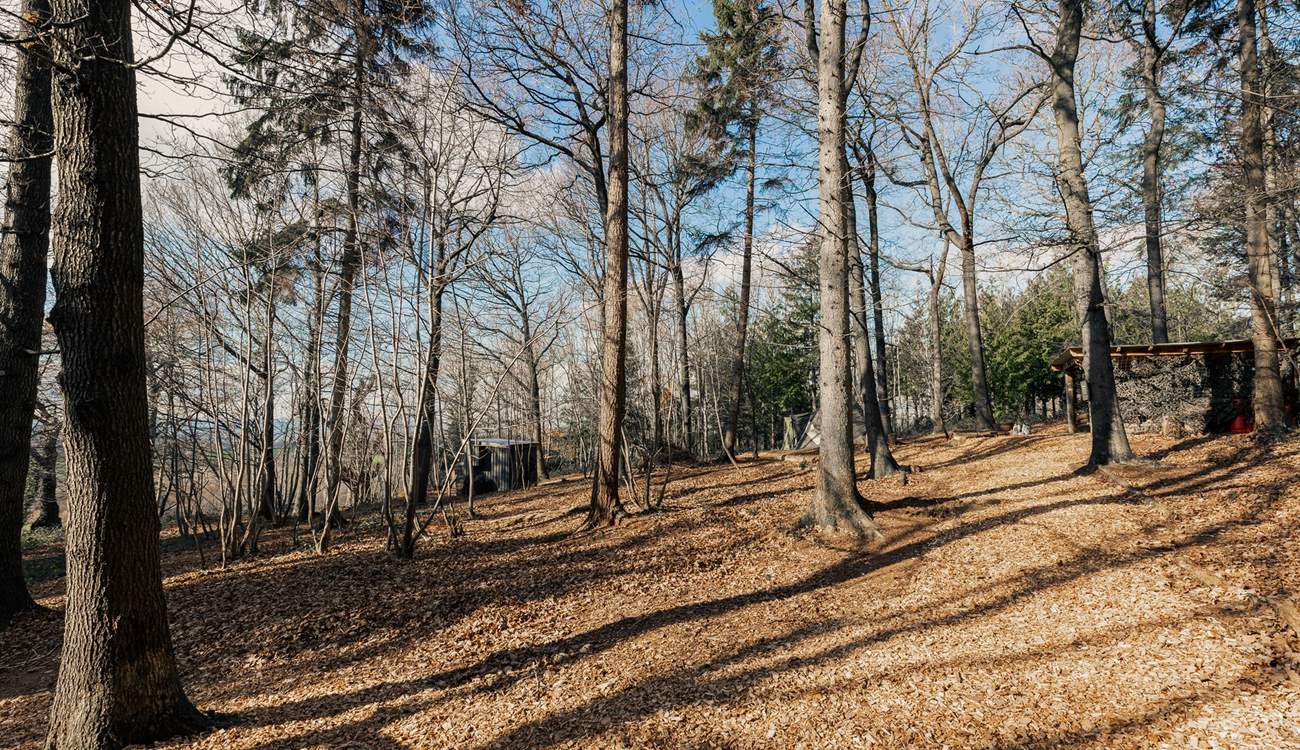 Wander along the woodland path...