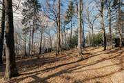 Wander along the woodland path...