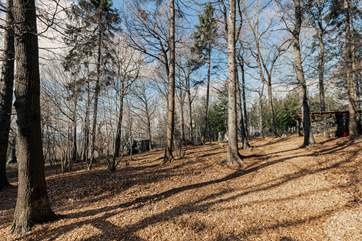 Wander along the woodland path...