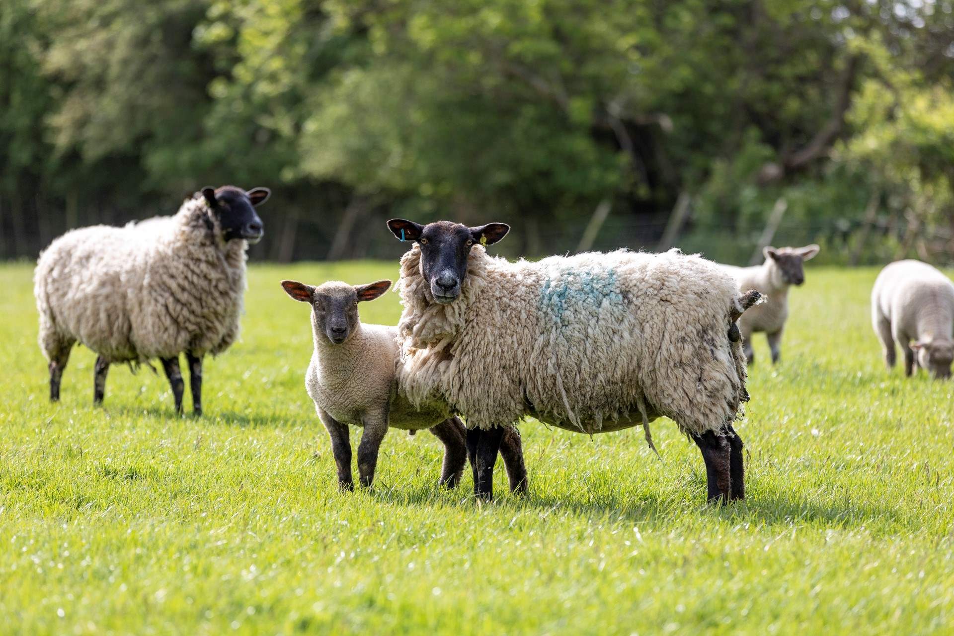 Say hello to some of the locals.