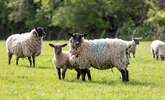 Say hello to some of the locals. - Thumbnail Image
