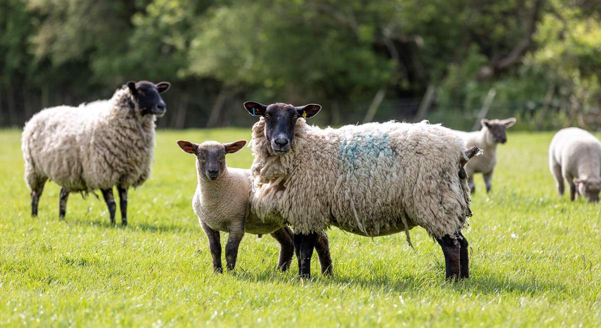 Say hello to some of the locals.