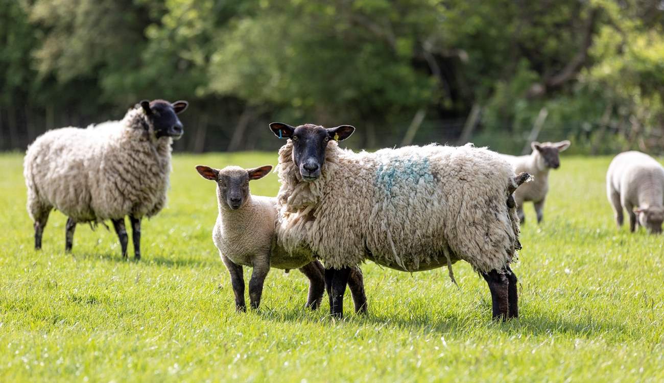 Say hello to some of the locals.