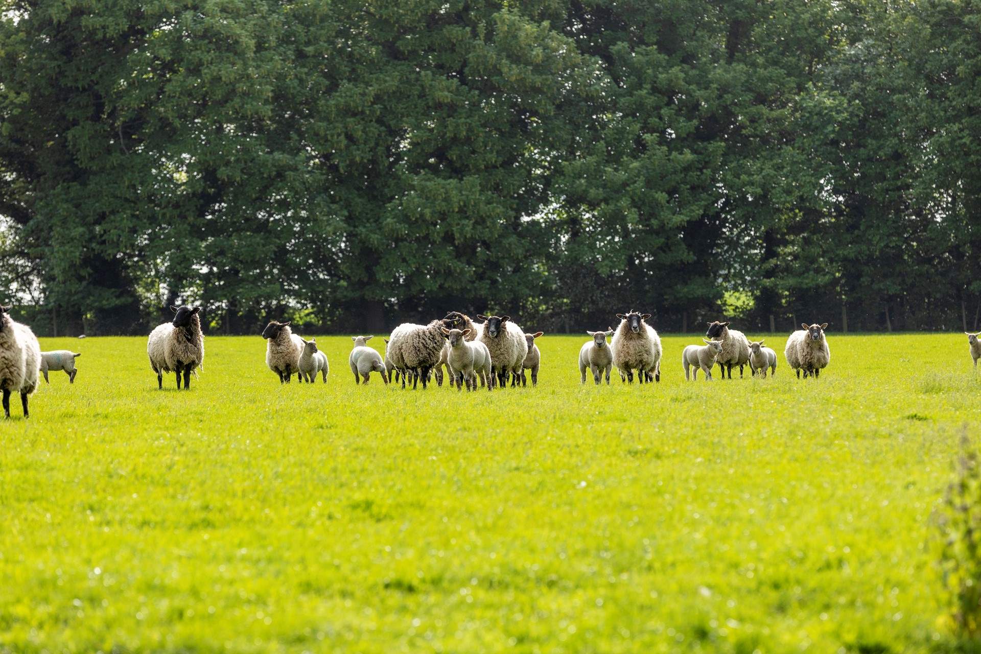 Ewes and their lambs.