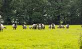 Ewes and their lambs. - Thumbnail Image