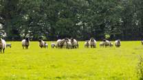 Ewes and their lambs.