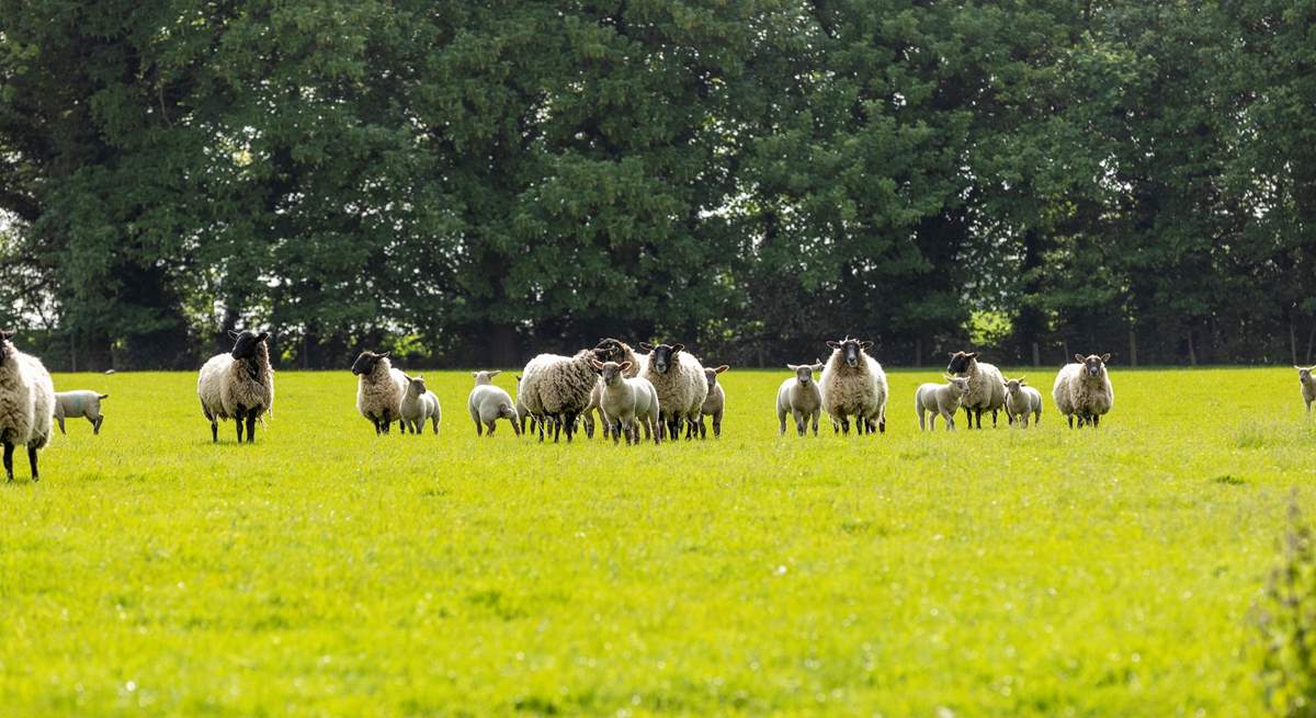 Ewes and their lambs.