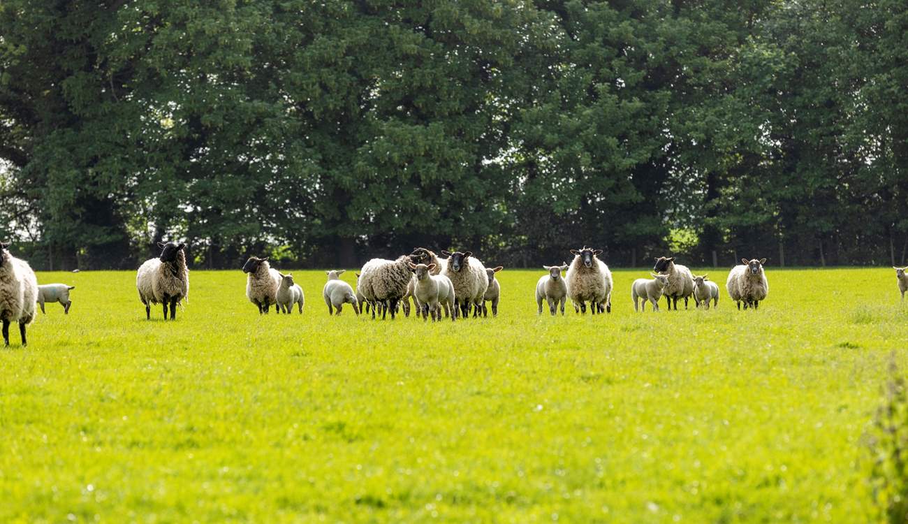 Ewes and their lambs.
