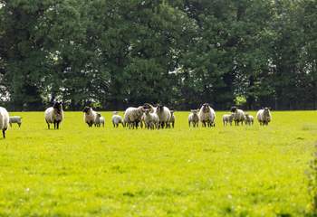 Ewes and their lambs.