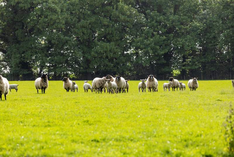 Ewes and their lambs.