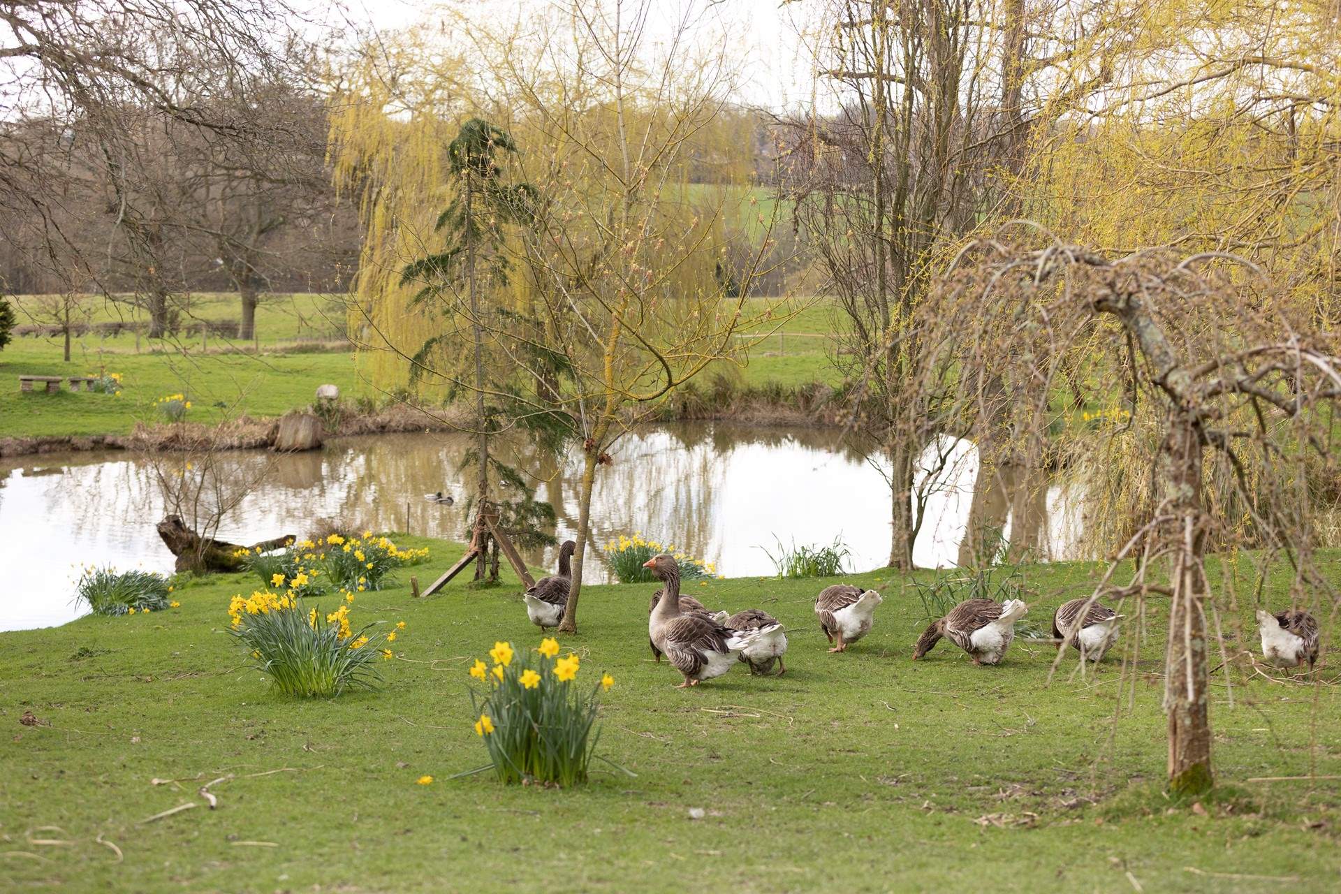 The resident geese can be seen wandering around the pond.
