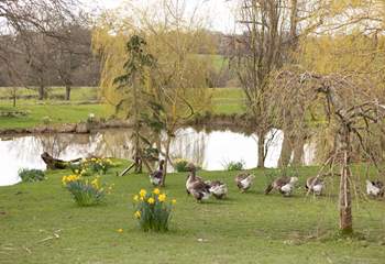 The resident geese can be seen wandering around the pond.
