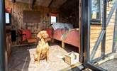 Your four-legged friend is warmly welcomed at Sammi's Freight. - Thumbnail Image