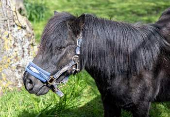 Say hello to your neighbour Billy the pony!