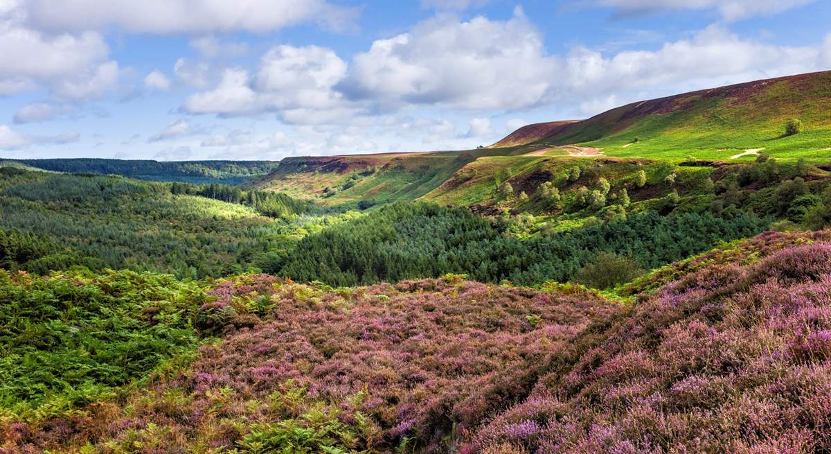 The North York Moors isn't far and is truly spellbinding. 