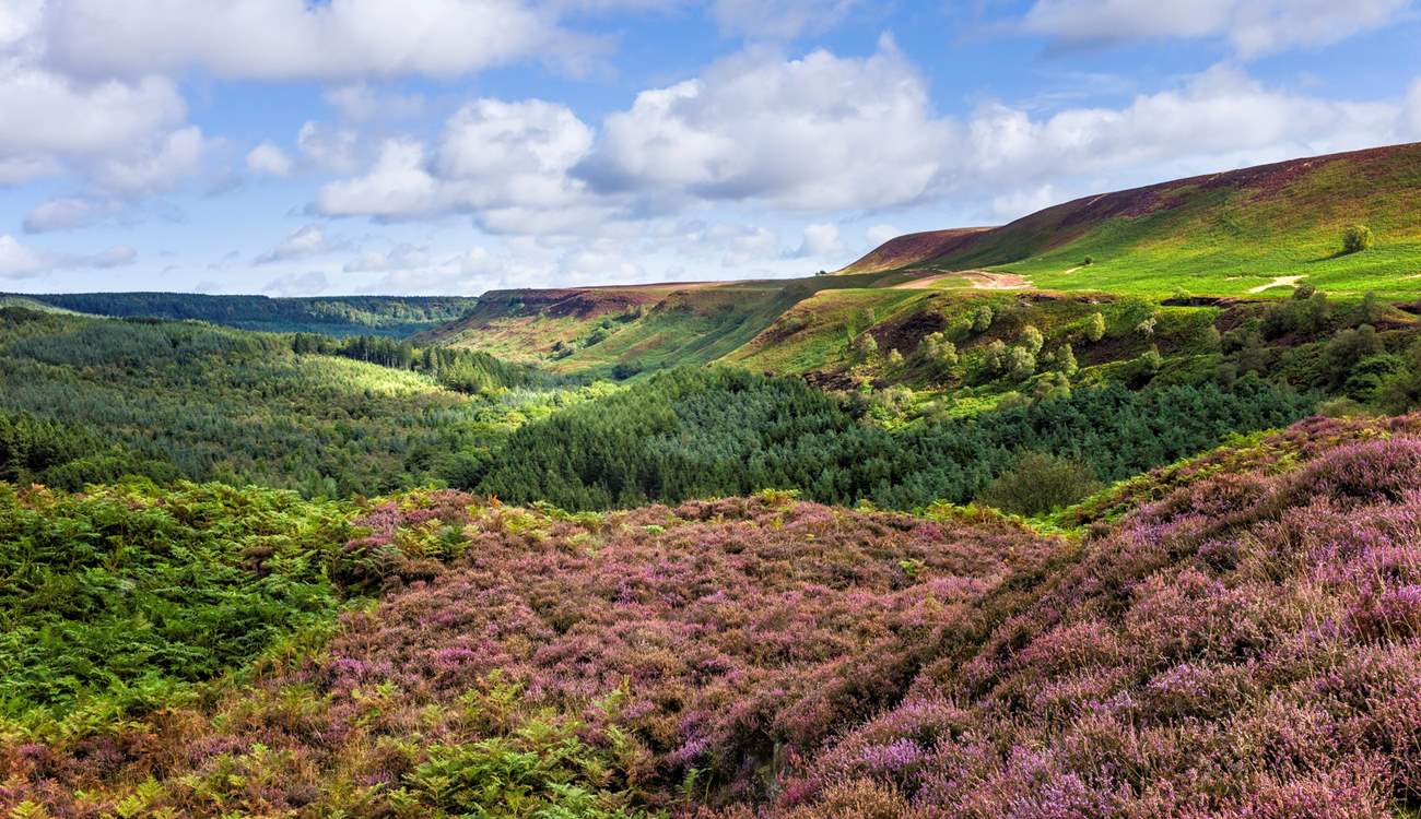 The North York Moors isn't far and is truly spellbinding. 