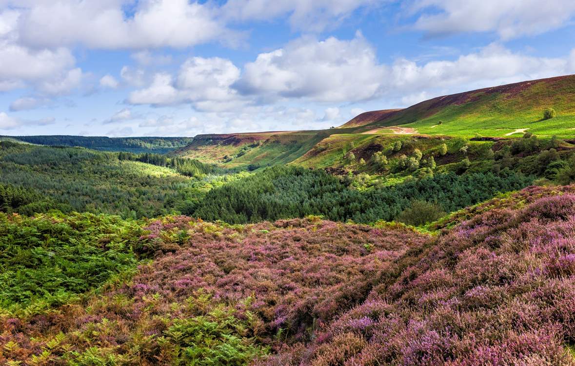 The North York Moors isn't far and is truly spellbinding. 