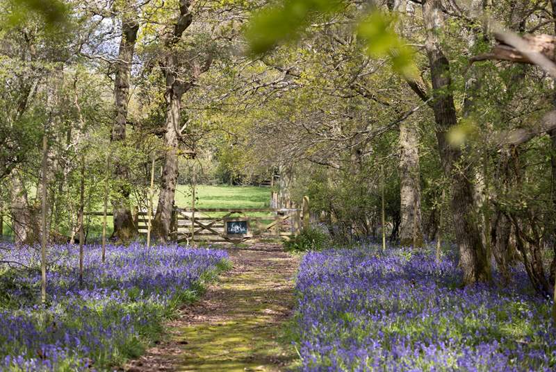 Follow the bluebell-lined path to find your hidden haven. 