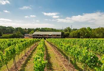 Bolney Wine Estate is within easy reach and makes for a lovely day out. 
