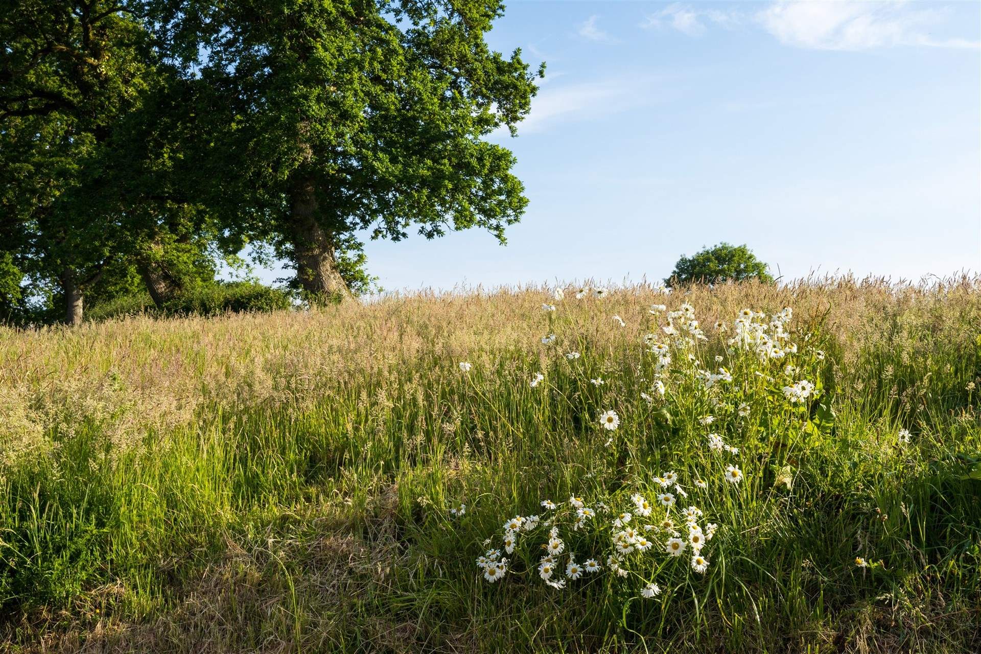 Oodles of wildflower meadows to explore.