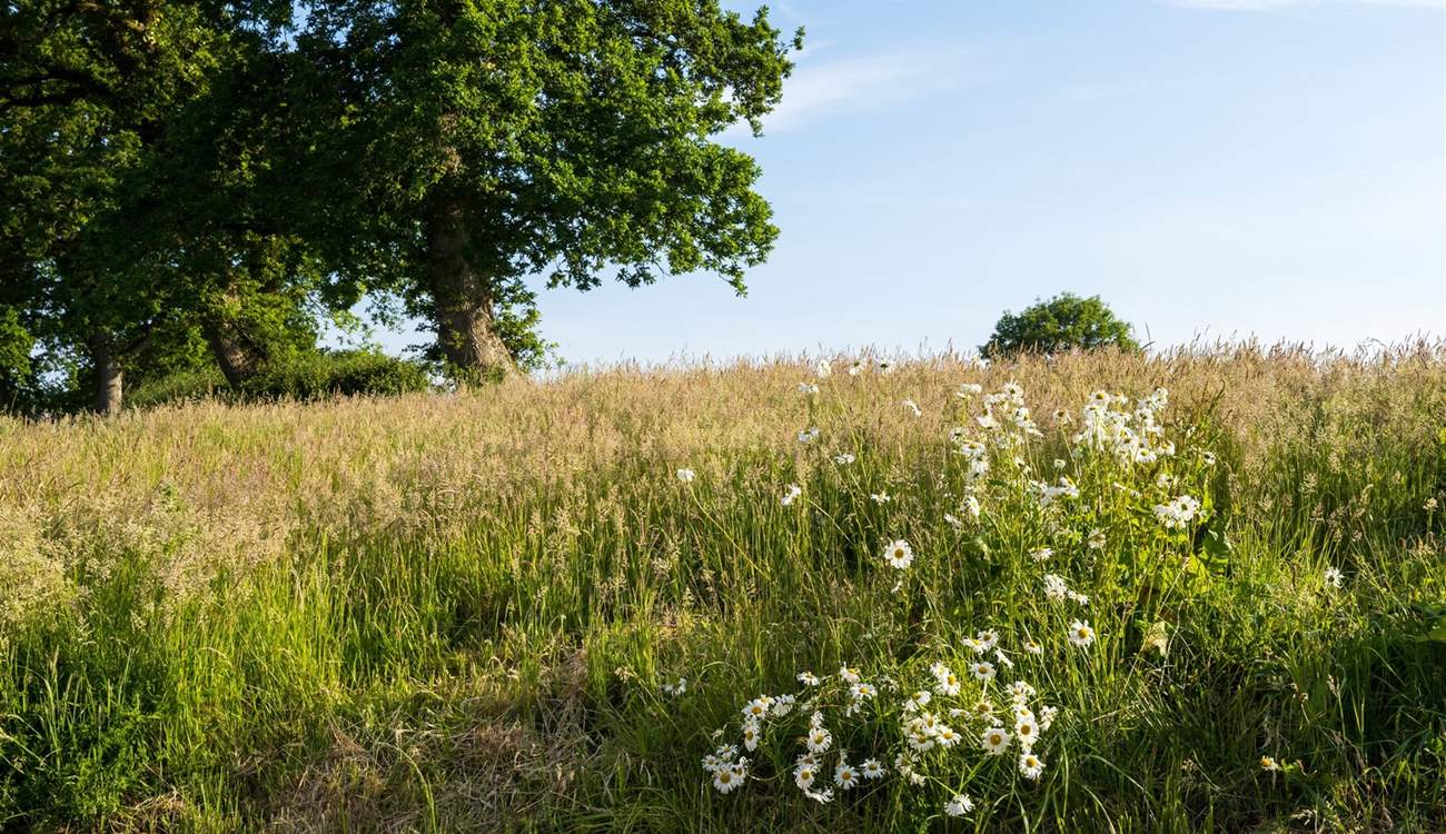 Oodles of wildflower meadows to explore.
