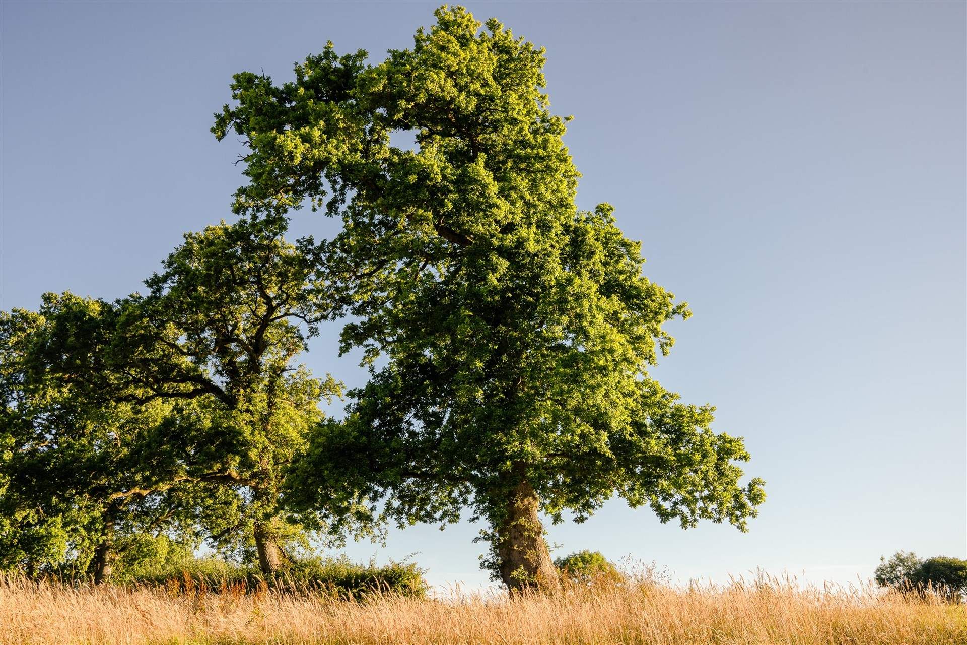 What a magnificent tree basking in the sun.