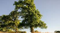 What a magnificent tree basking in the sun.