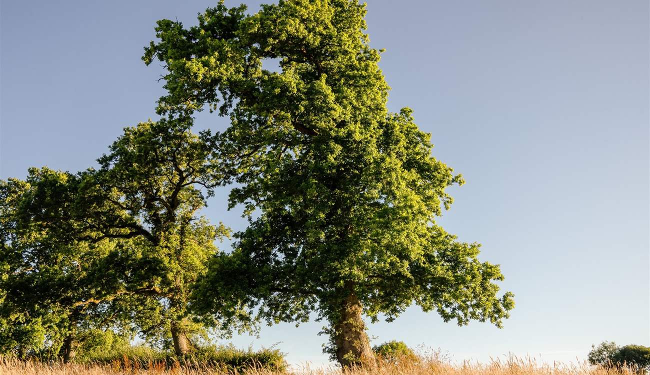 What a magnificent tree basking in the sun.
