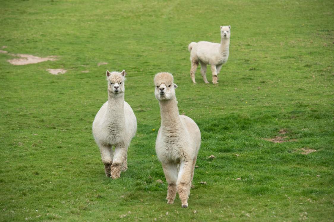 Say hello to your inquisitive neighbours.