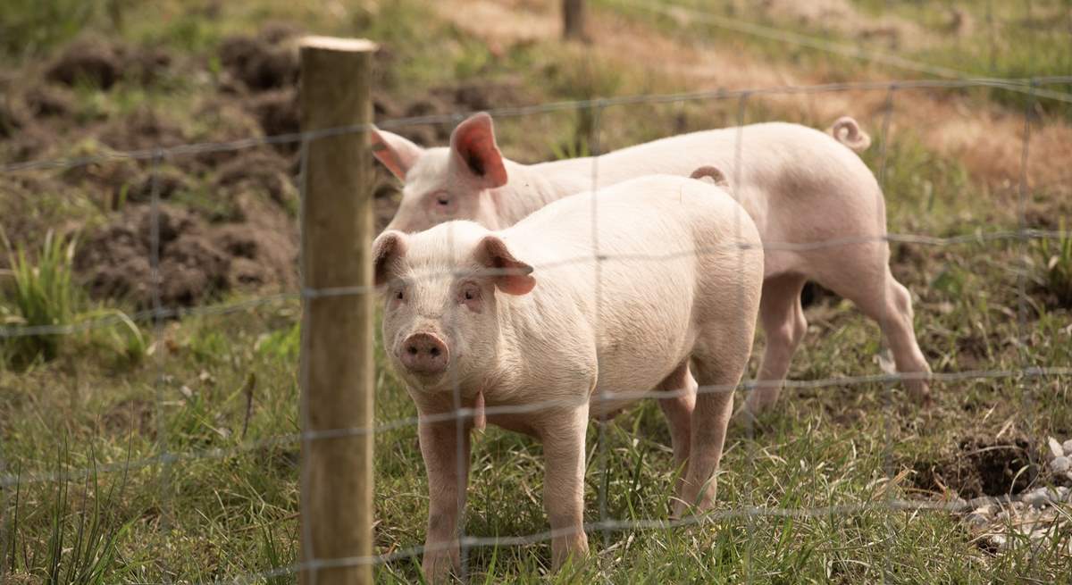 From time to time you may have some piggy neighbours.