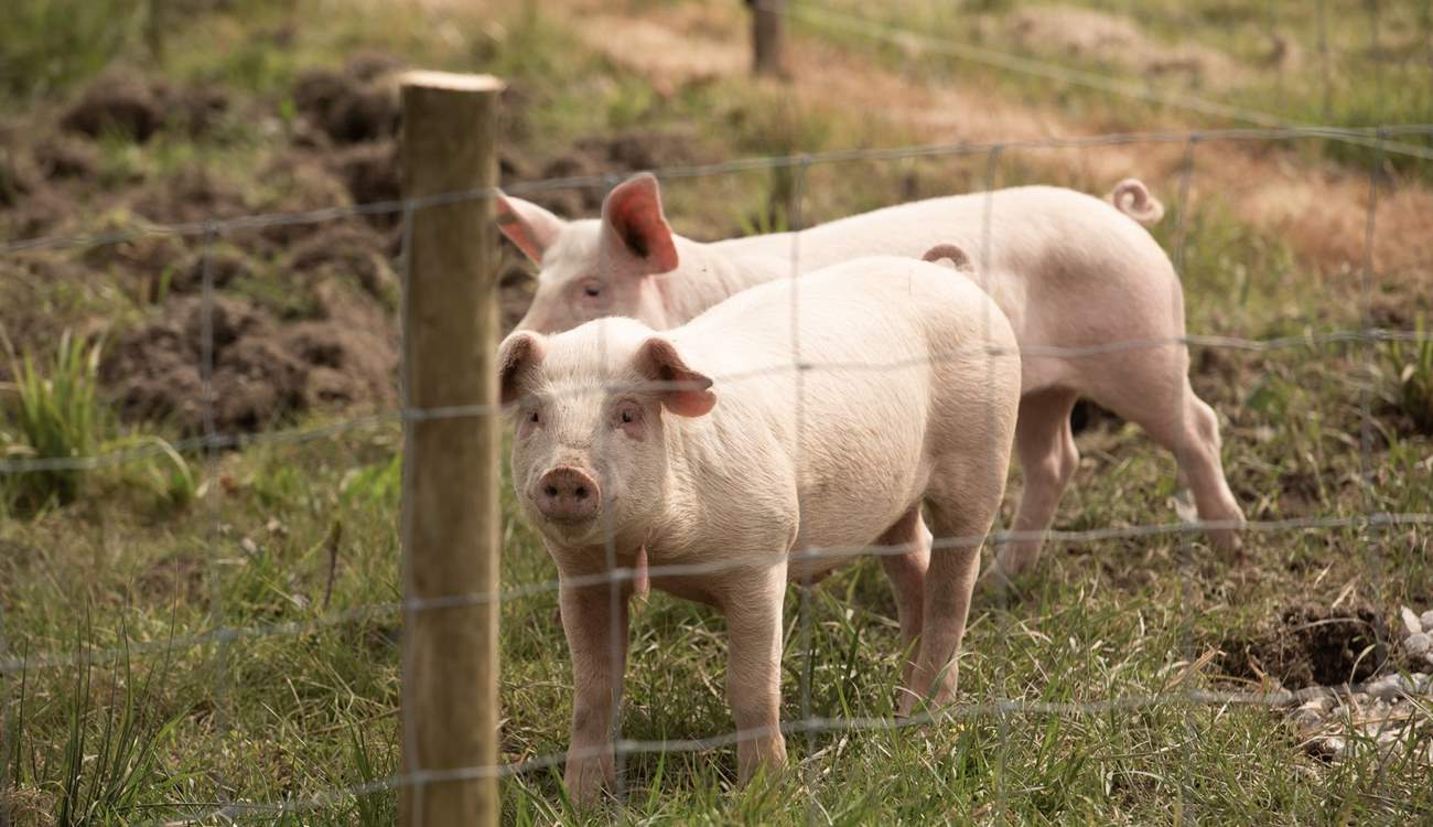 From time to time you may have some piggy neighbours.