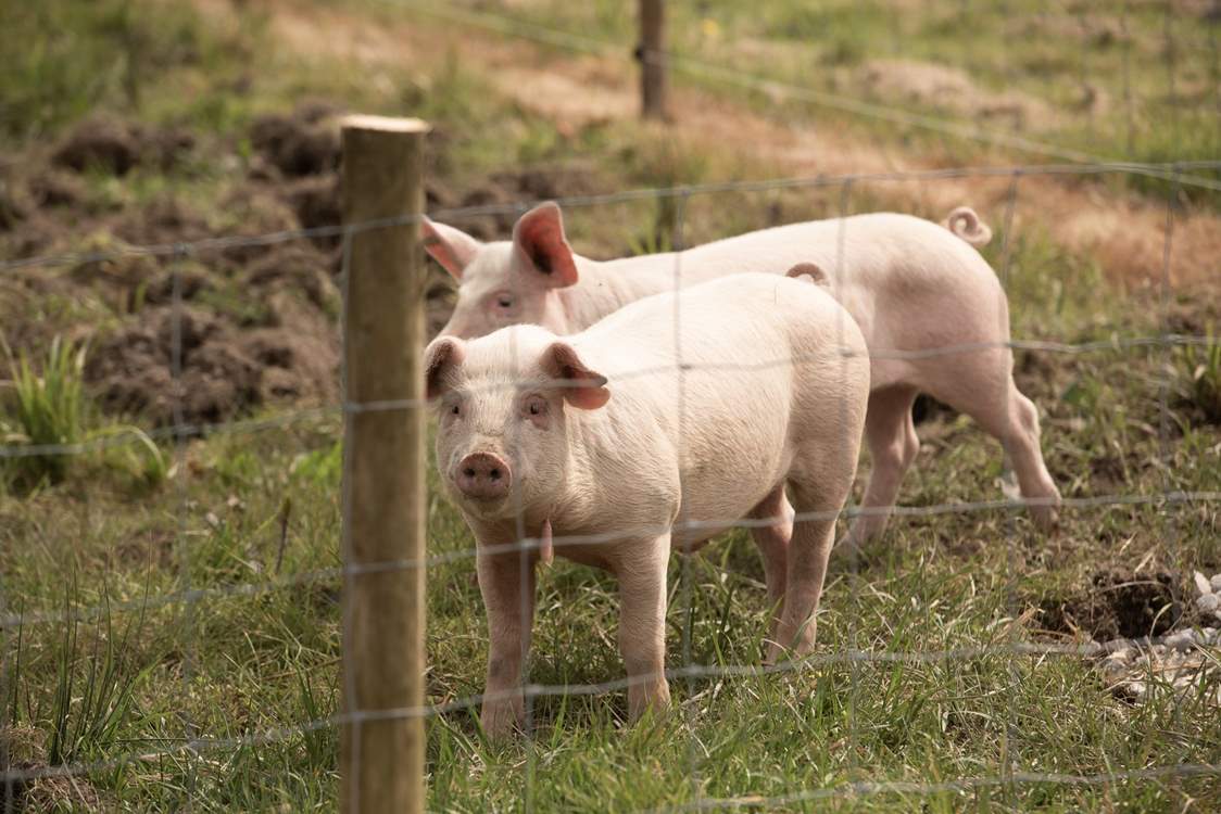 From time to time you may have some piggy neighbours.