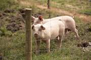 From time to time you may have some piggy neighbours.