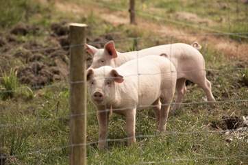 From time to time you may have some piggy neighbours.
