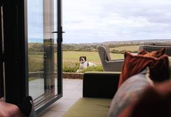 A perfect escape for your pup. 