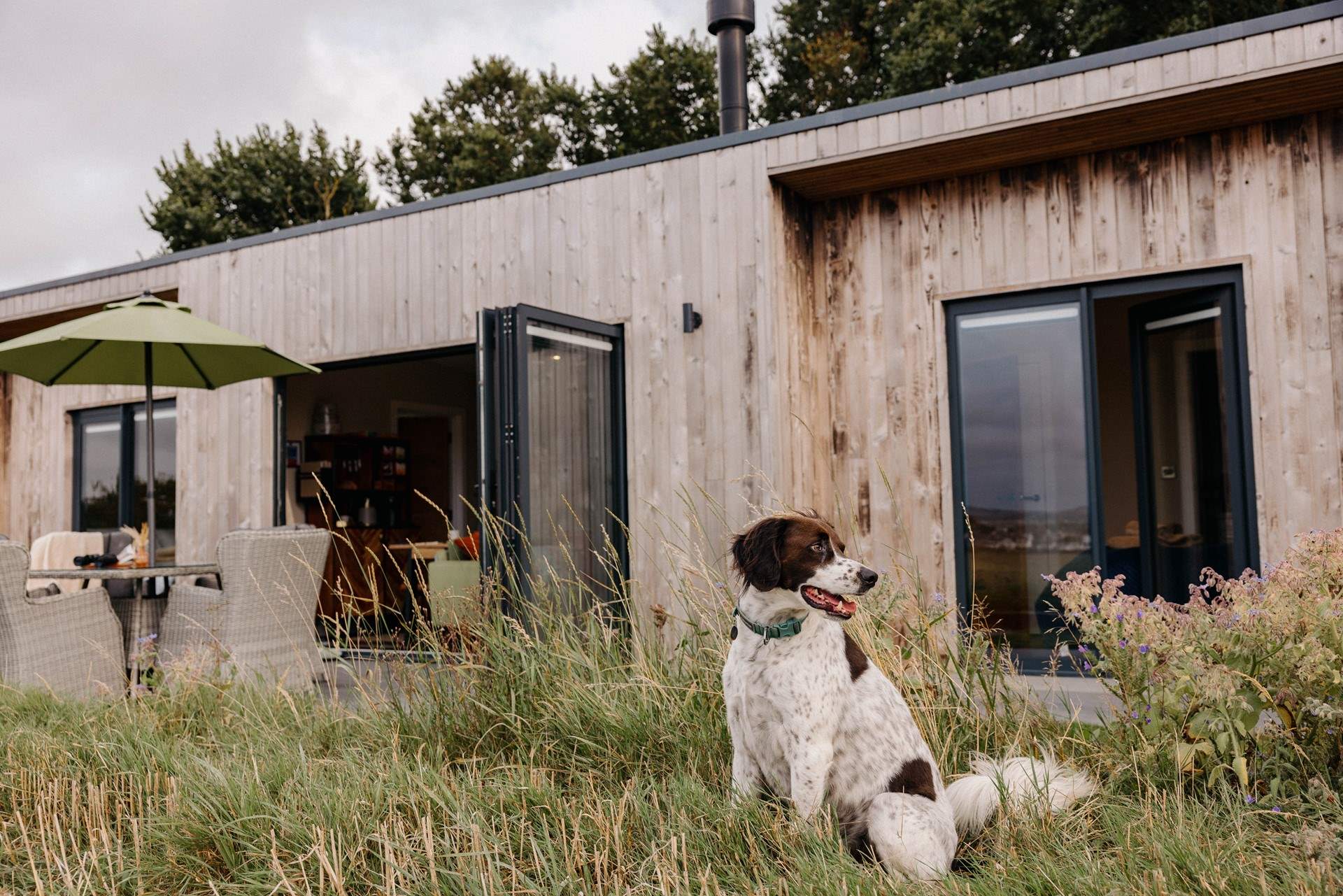 And it's dog-friendly too. 