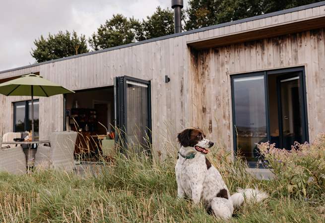 And it's dog-friendly too. 