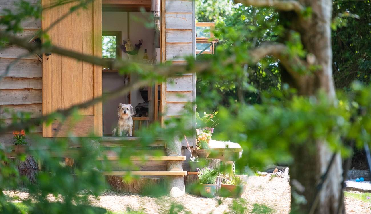 Your beloved pooch is warmly welcomed at Skylark!