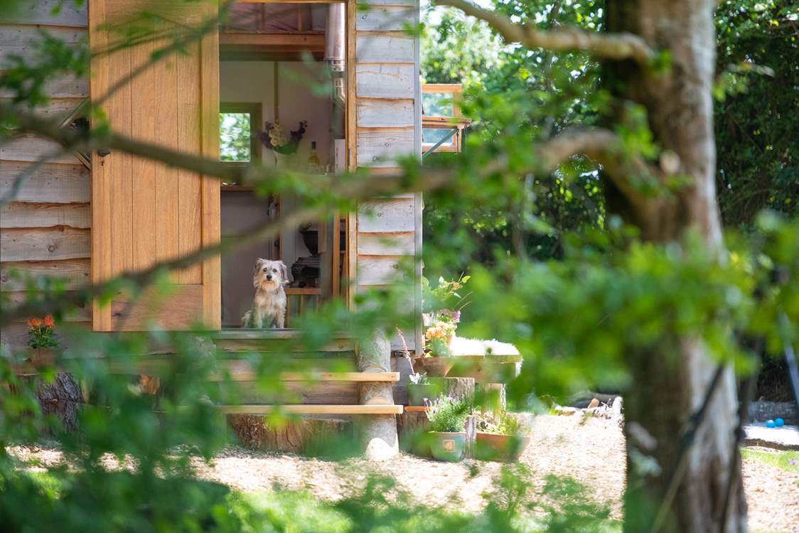 Your beloved pooch is warmly welcomed at Skylark!