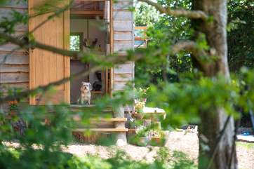 Your beloved pooch is warmly welcomed at Skylark!