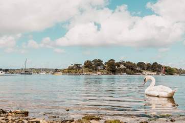 The still waters of the creek make it perfect for kayaking, paddle boarding and swimming!