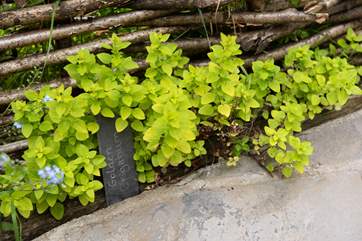 Herbs growing in the garden.