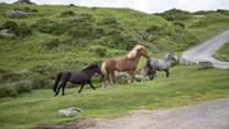 The Dartmoor ponies are worth the visit alone. Not to mention the amazing Dartmoor walks and numerous pubs which are peppered throughout these fabulous moors.