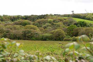 Discover lovely picnic spots, overlooking the treetops