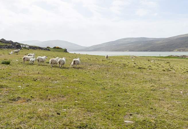 There are views of the sheep on the hills.