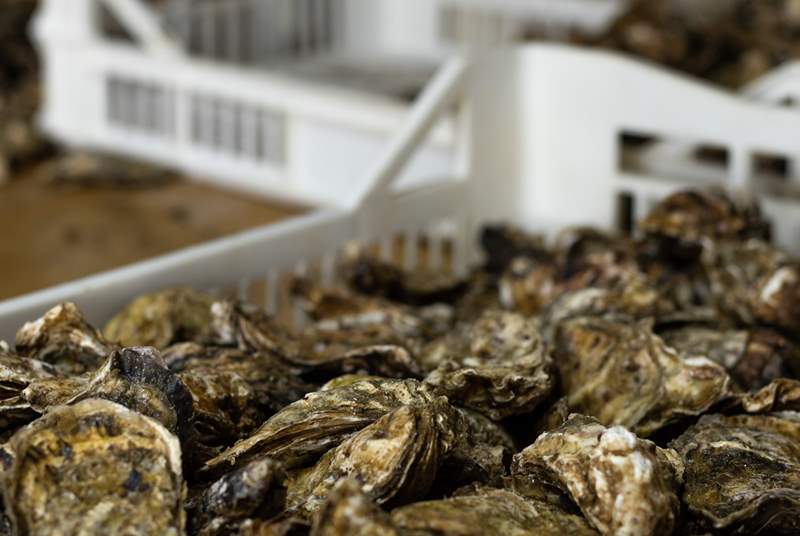 Enjoy some delicious fresh oysters from the nearby farm.