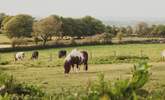 Say hello to your friendly neighbours... Harriet and Tony are rescued Dartmoor ponies! - Thumbnail Image