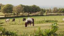 Say hello to your friendly neighbours... Harriet and Tony are rescued Dartmoor ponies!